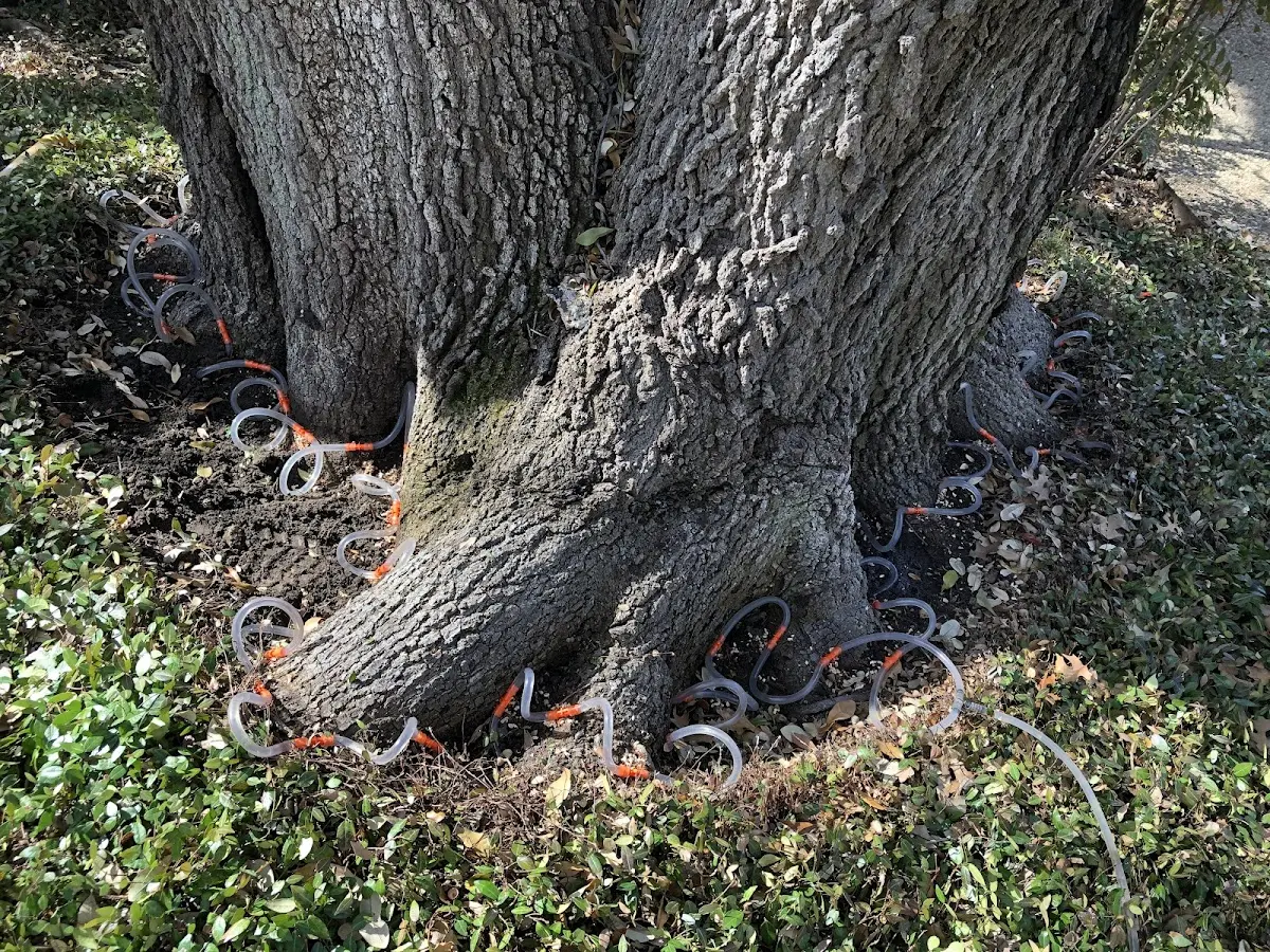 Detailed Tree Cabling and Bracing job site in California Hot Springs