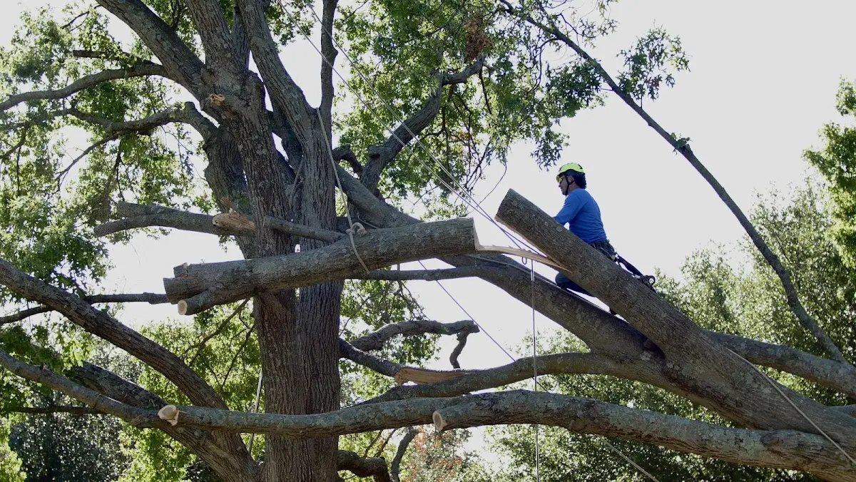 Professional Crown Thinning performed by certified arborists in California Hot Springs