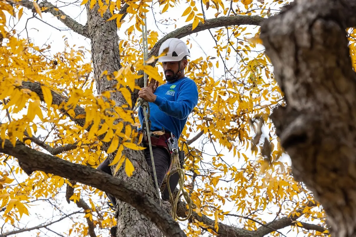 Skilled Storm Damage Cleanup crew working in California Hot Springs