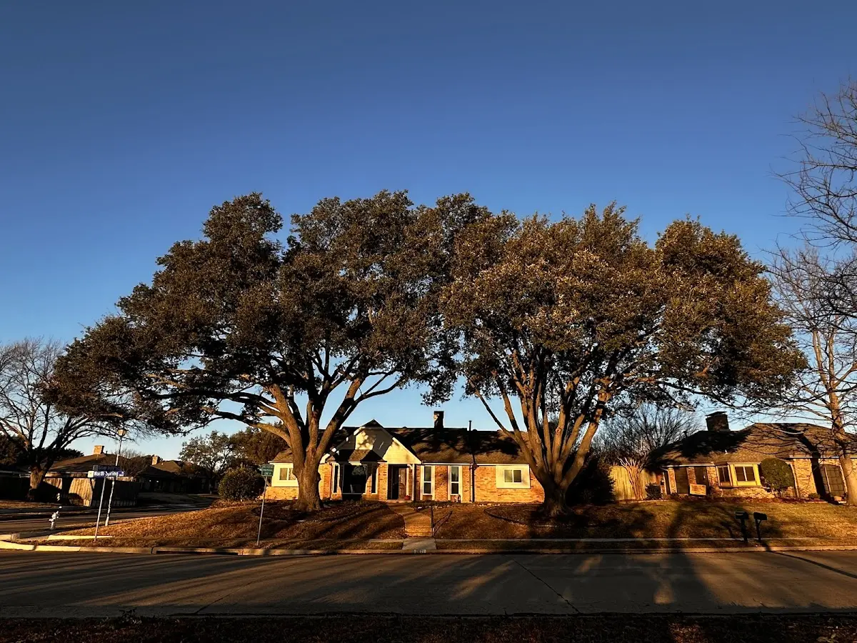 Established residential canopy tree shading a home in California Hot Springs